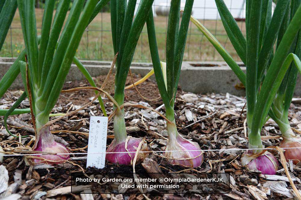 Ruby Red Onion