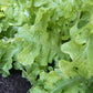 Salad Bowl, Green - Leaf Lettuce