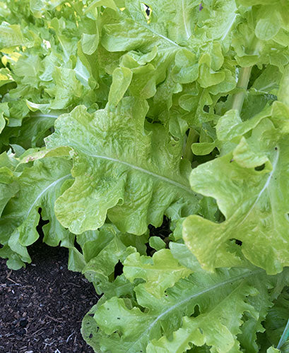 Salad Bowl, Green - Leaf Lettuce