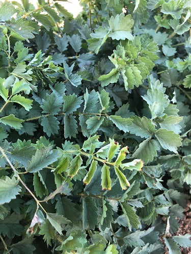 Salad Burnet