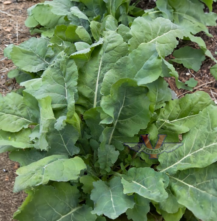 Georgia (Southern) Collards