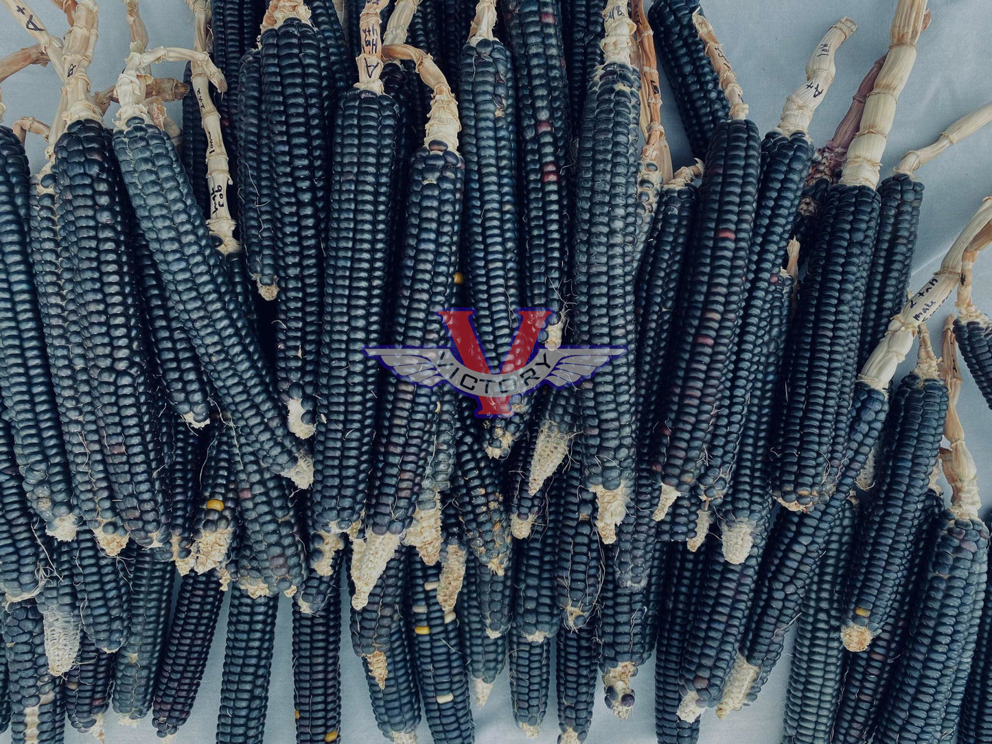 Blue Mountain Flint Corn