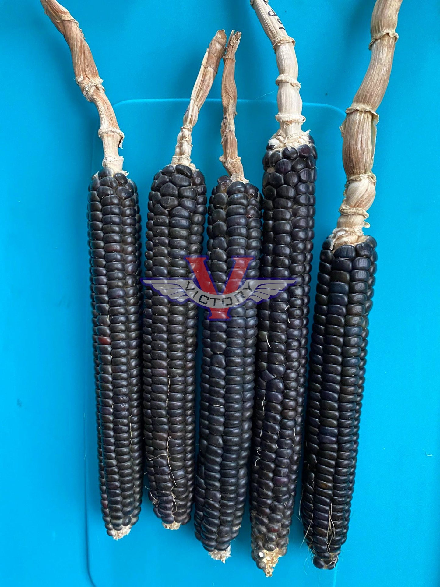 Blue Mountain Flint Corn