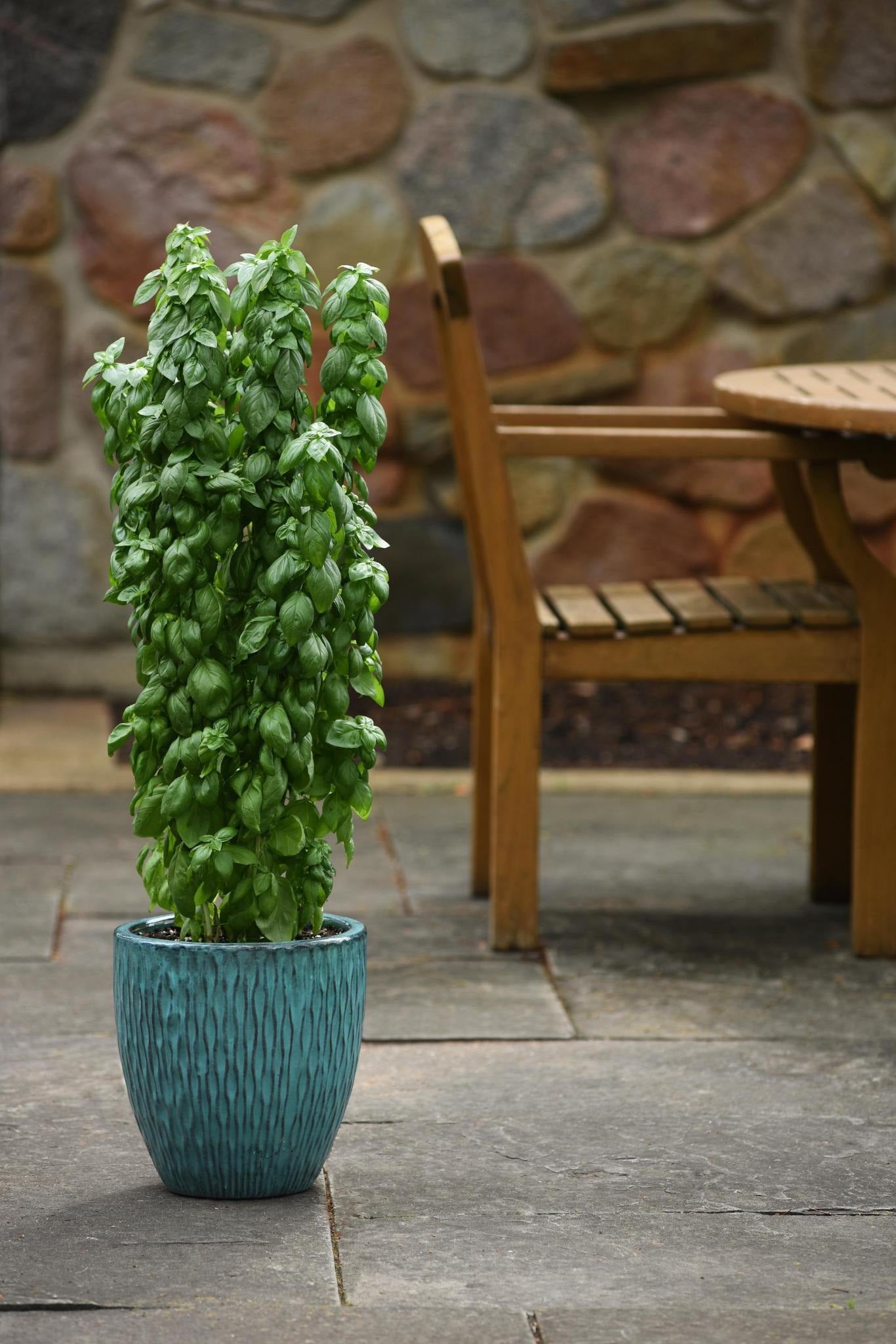 Basil Everleaf Emerald Towers