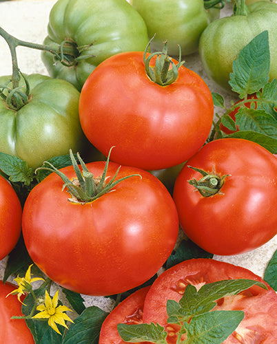 Silvery Fir Tree Tomato