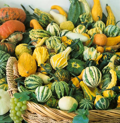 Small Mixed Gourd