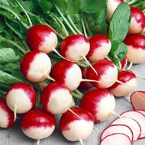 Sparkler (Brightest White Tip) Radish