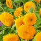 Sungold Sunflower