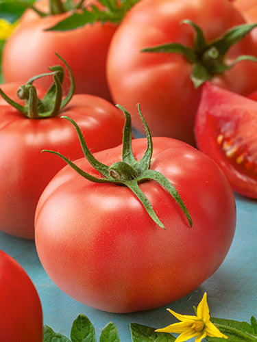 Super Slicer Tomato Seeds