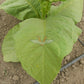 Silk Leaf Tobacco