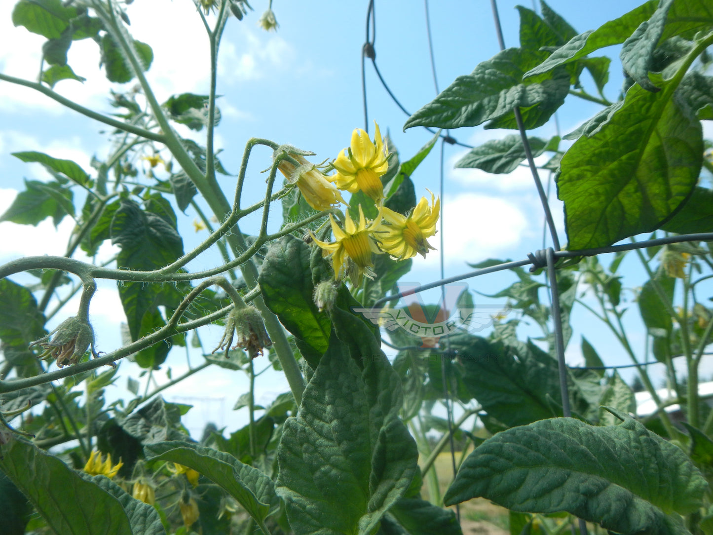 Aunt Gladys Tomato