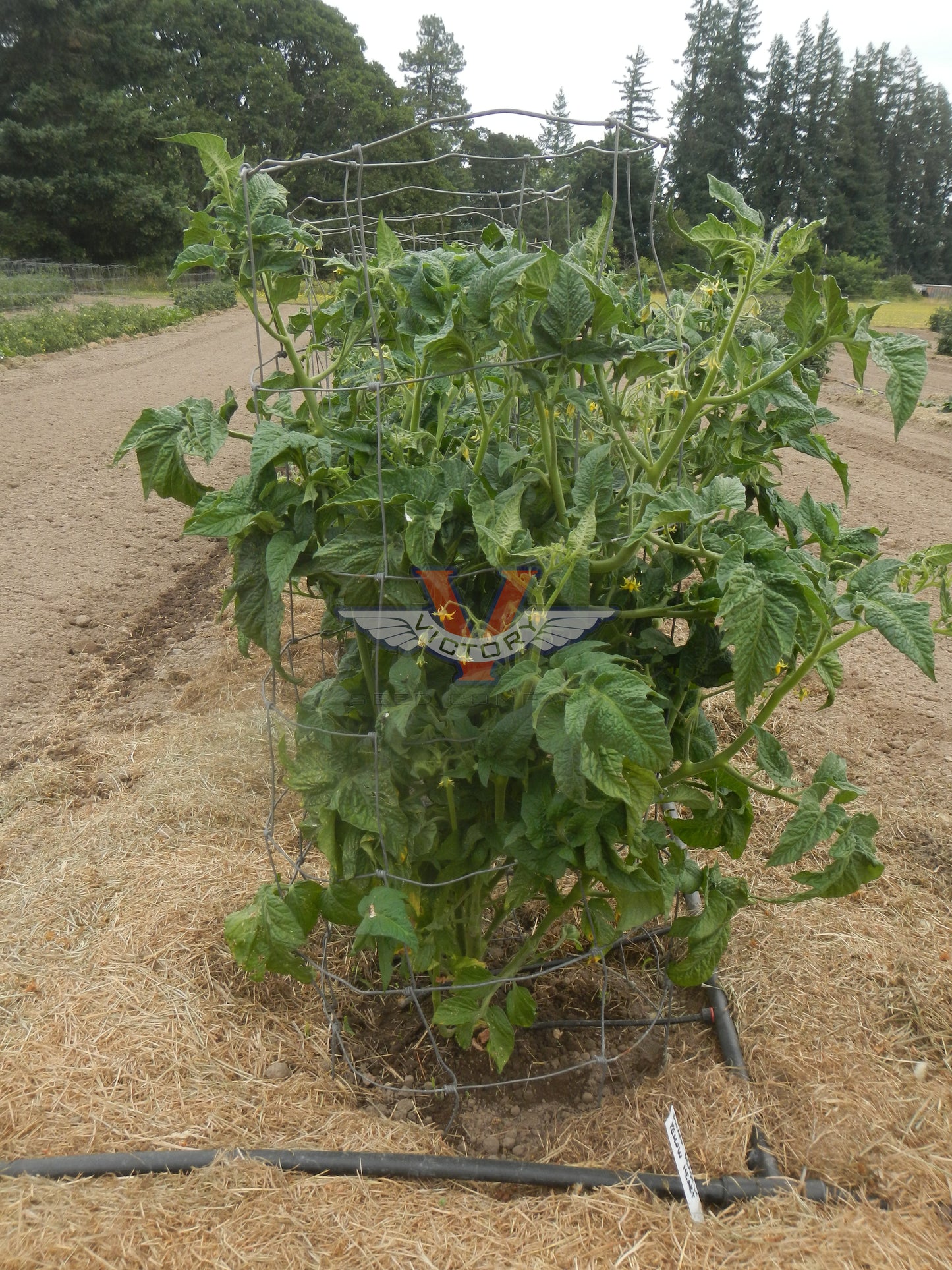 Dwarf Beastly Yellow Heart Tomato