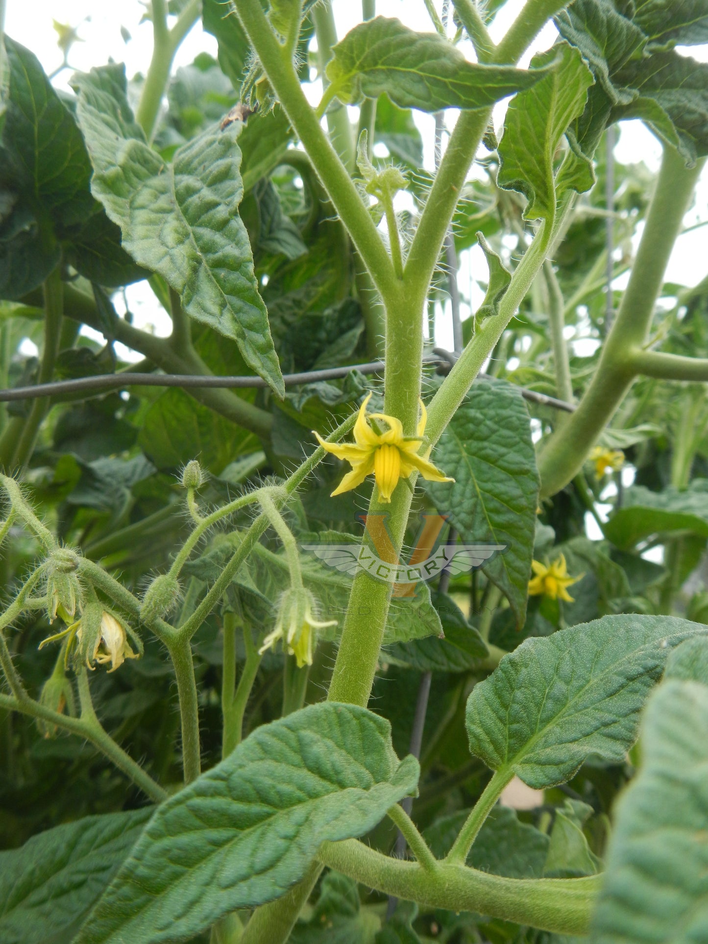 Dwarf Beastly Yellow Heart Tomato