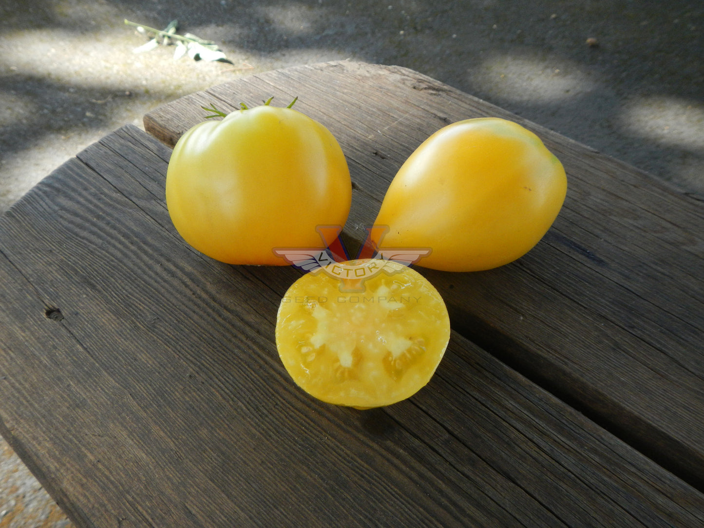 Dwarf Beastly Yellow Heart Tomato