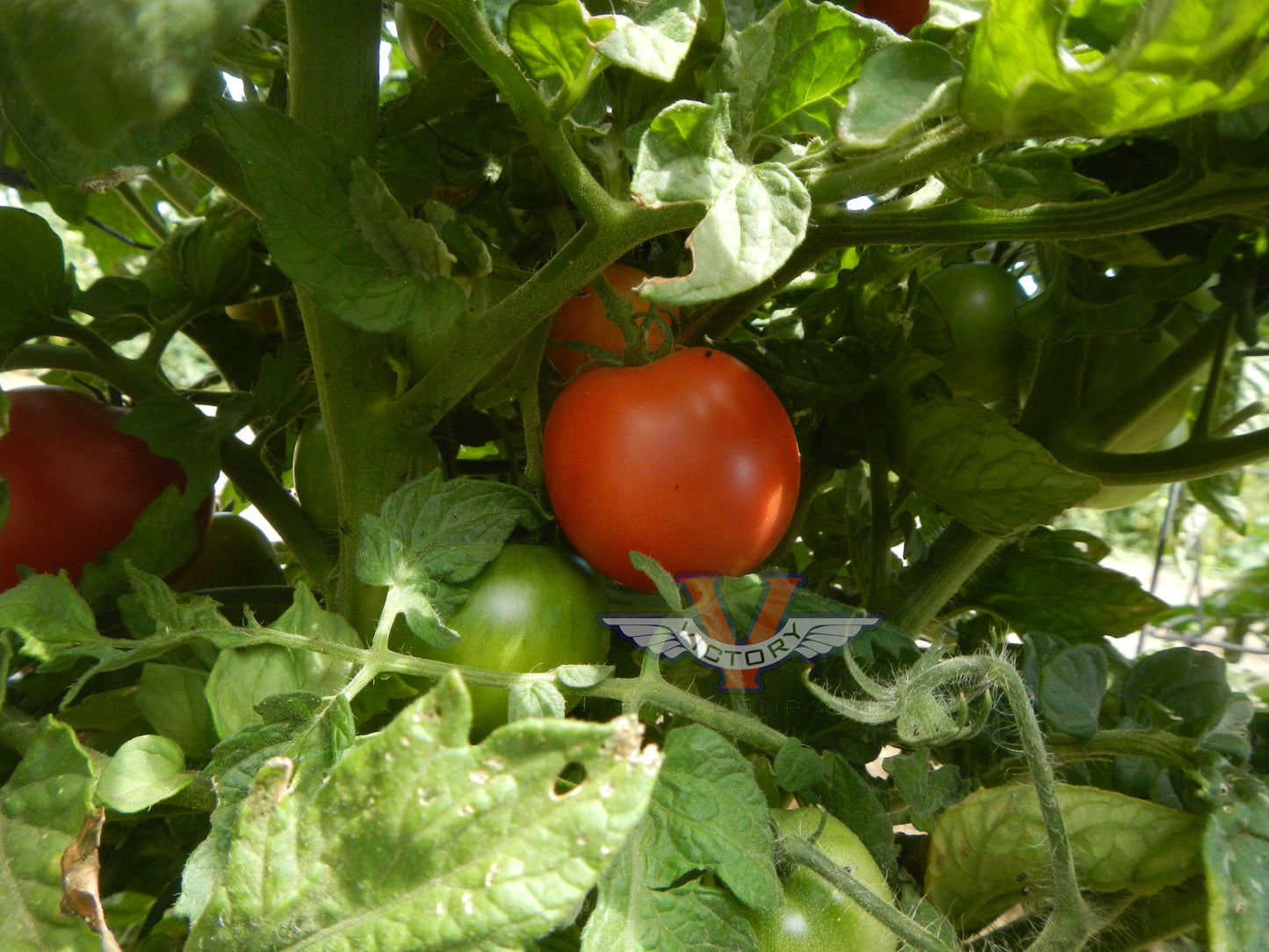 Dwarf Flashy Ace Tomato