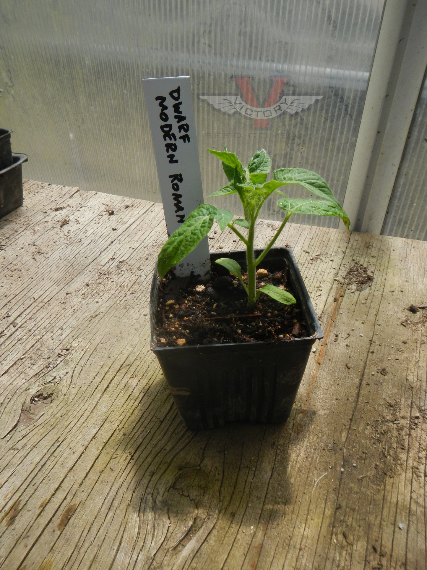 Dwarf Modern Roman Tomato