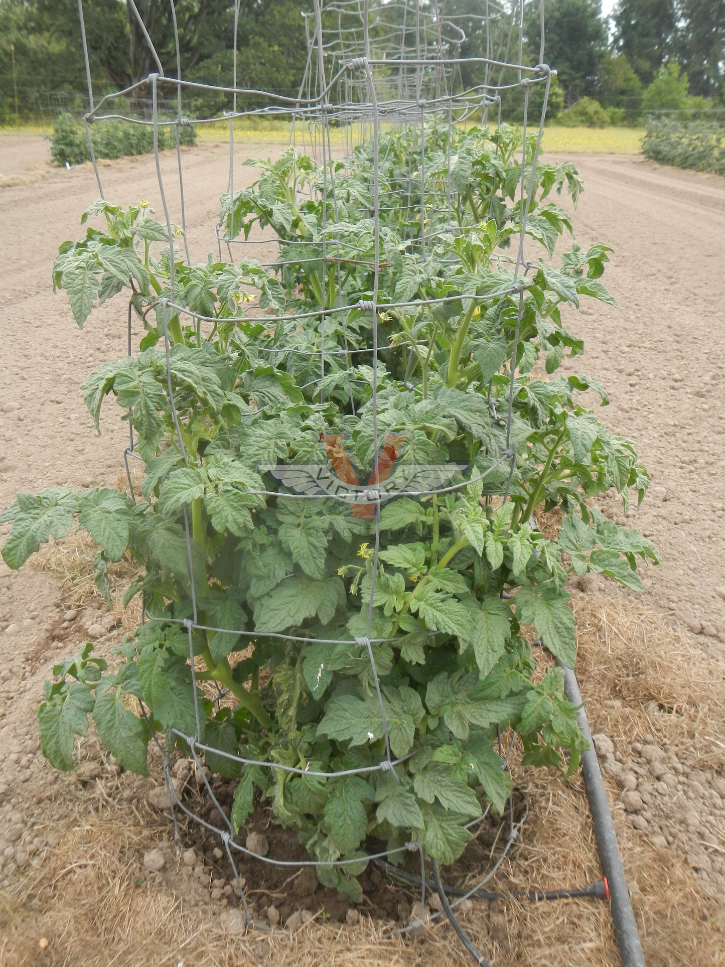 Dwarf Sandy Stripes Tomato