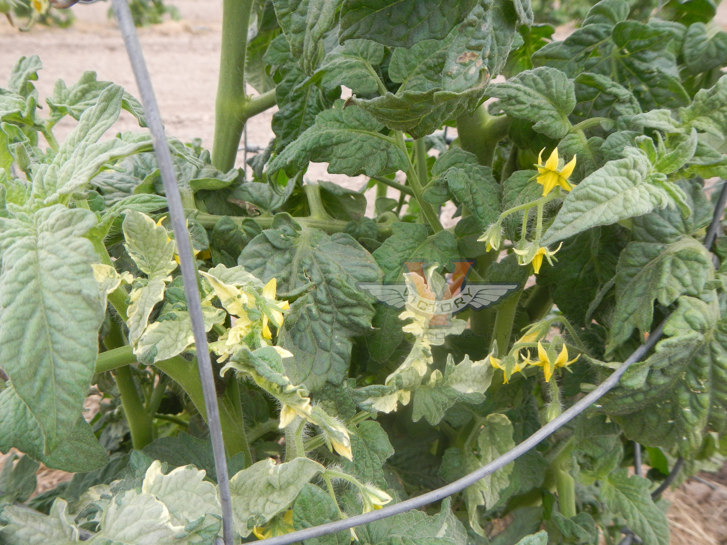 Dwarf Sandy Stripes Tomato