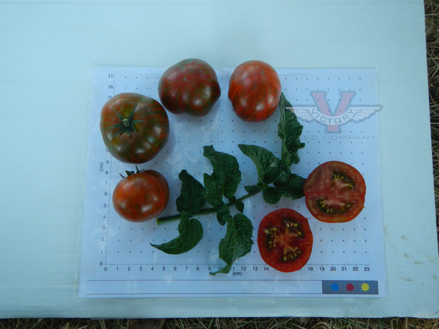 Dwarf Sandy Stripes Tomato