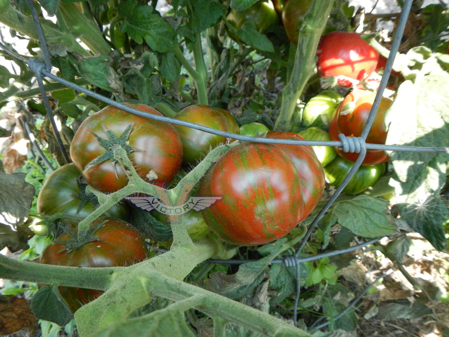 Dwarf Sandy Stripes Tomato