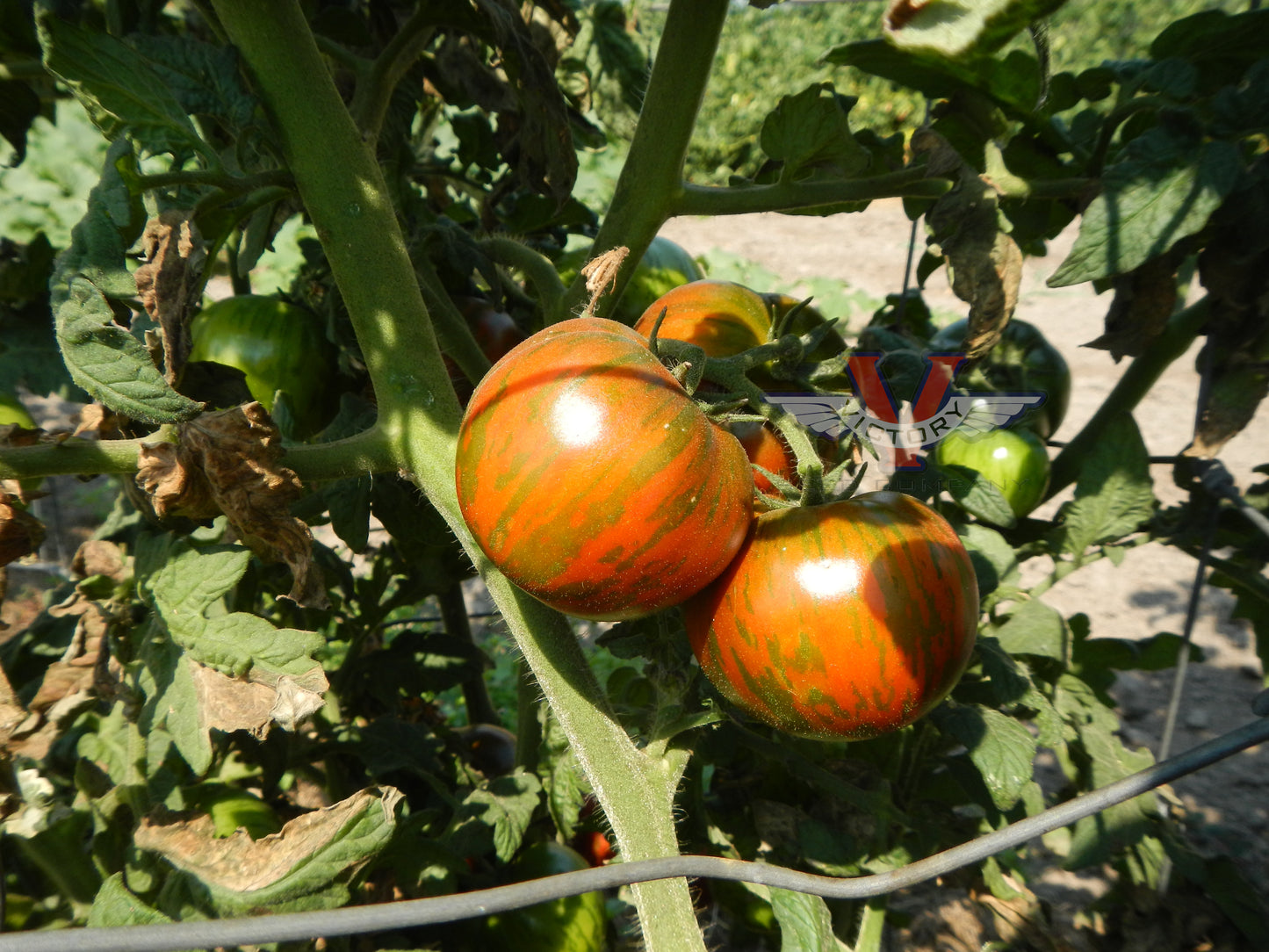 Dwarf Sandy Stripes Tomato