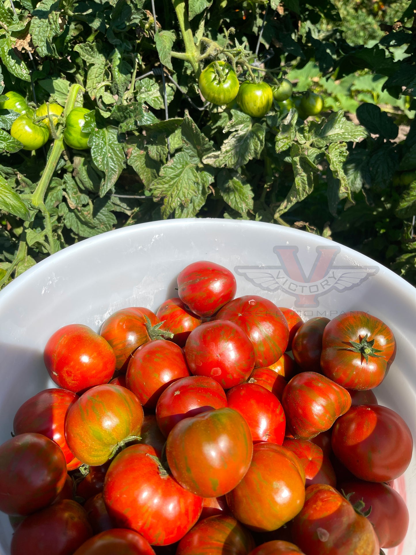 Dwarf Sandy Stripes Tomato