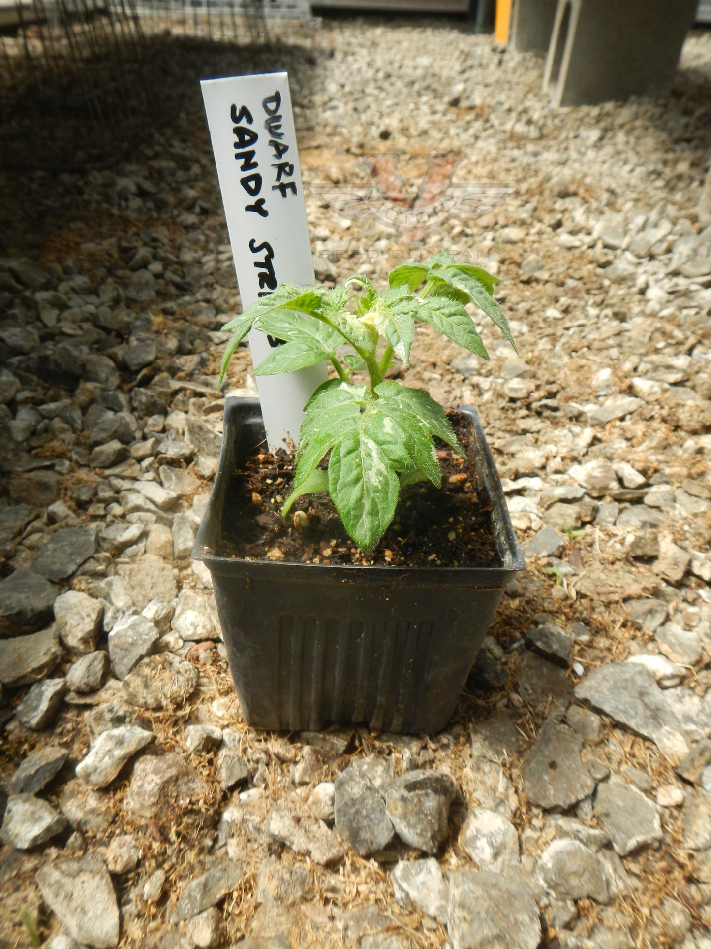 Dwarf Sandy Stripes Tomato