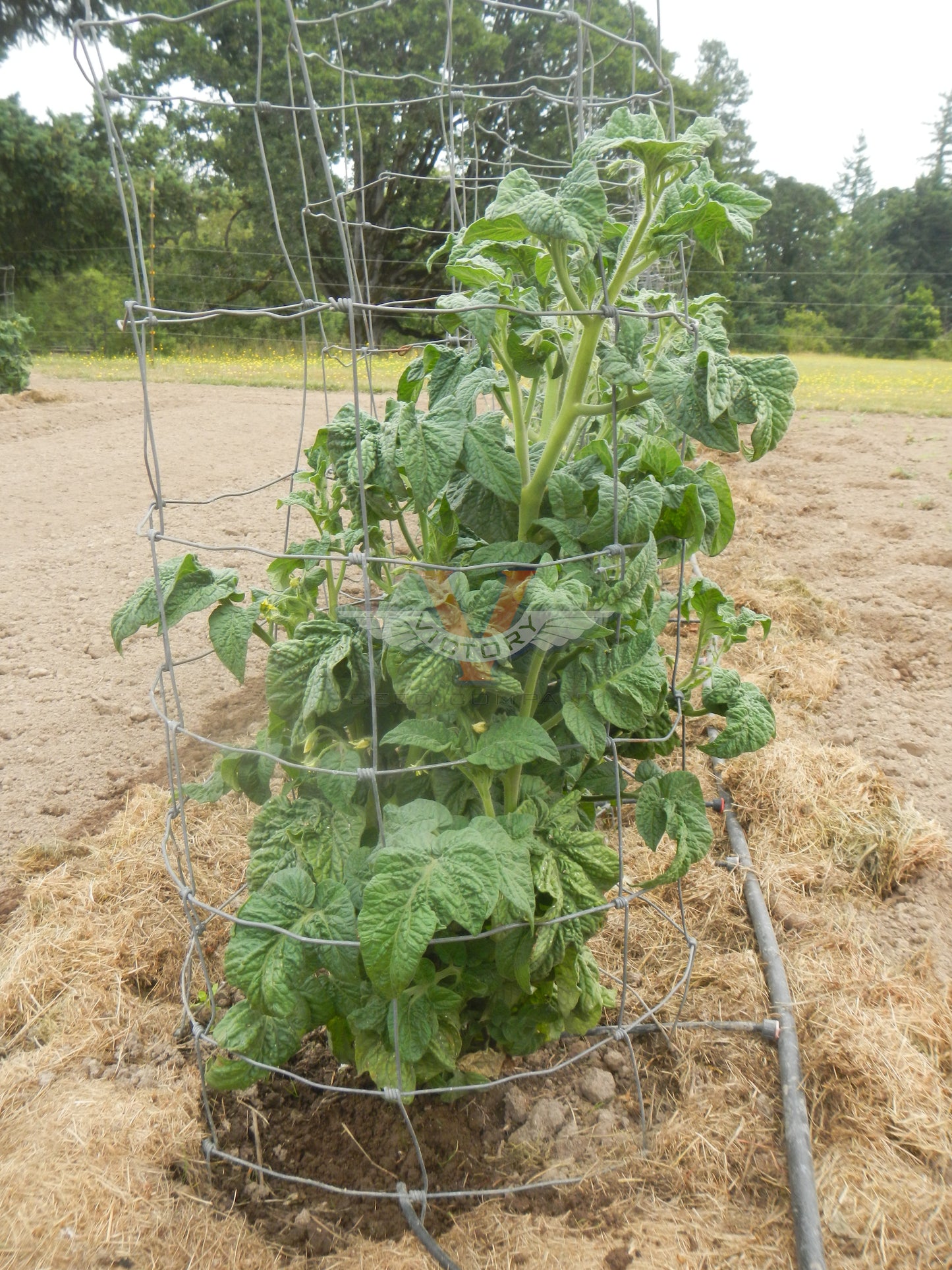 Dwarf Sara's Olalla Emerald Tomato