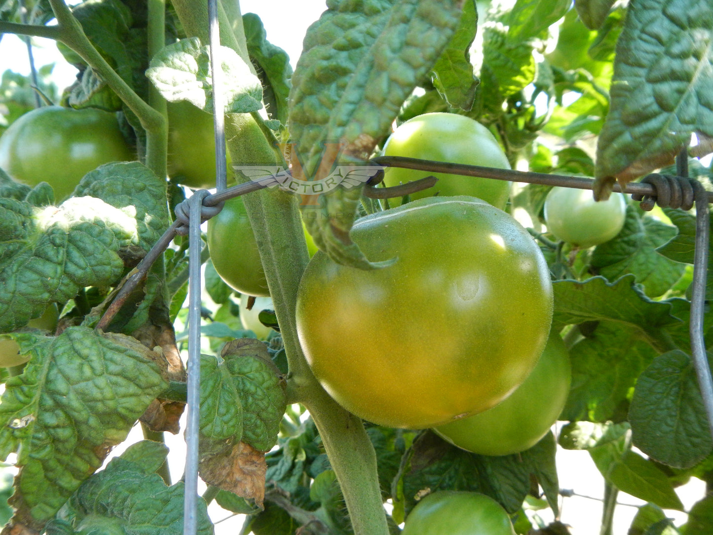 Dwarf Sara's Olalla Emerald Tomato