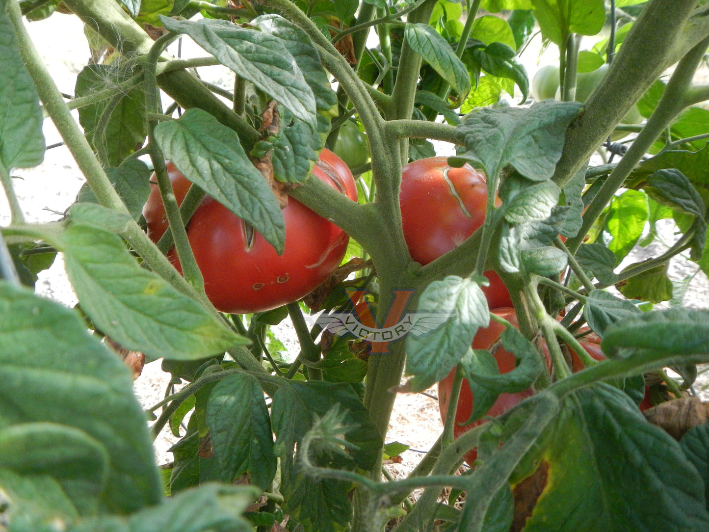 Earl Tomato