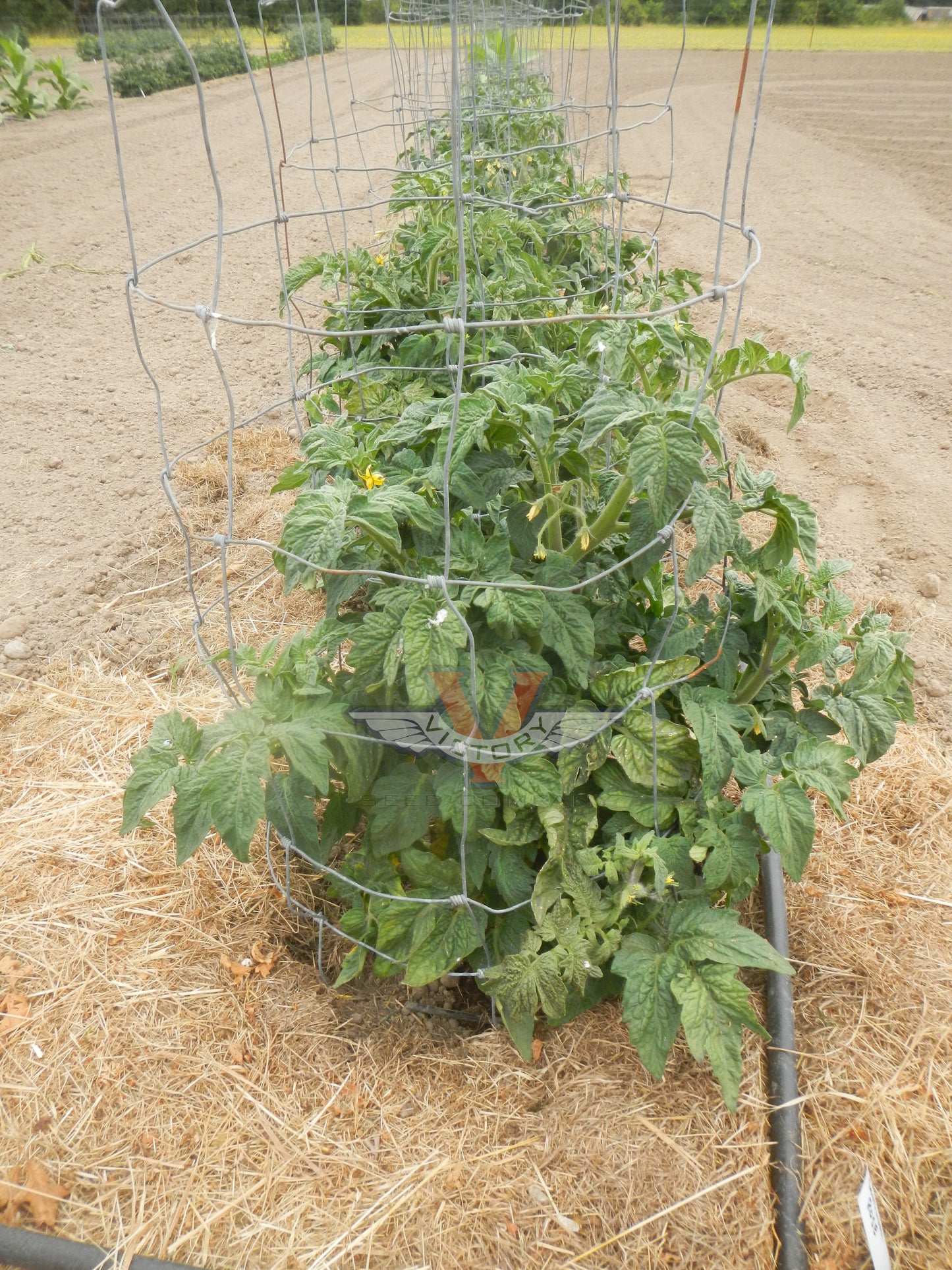 Gondwana Rose Tomato