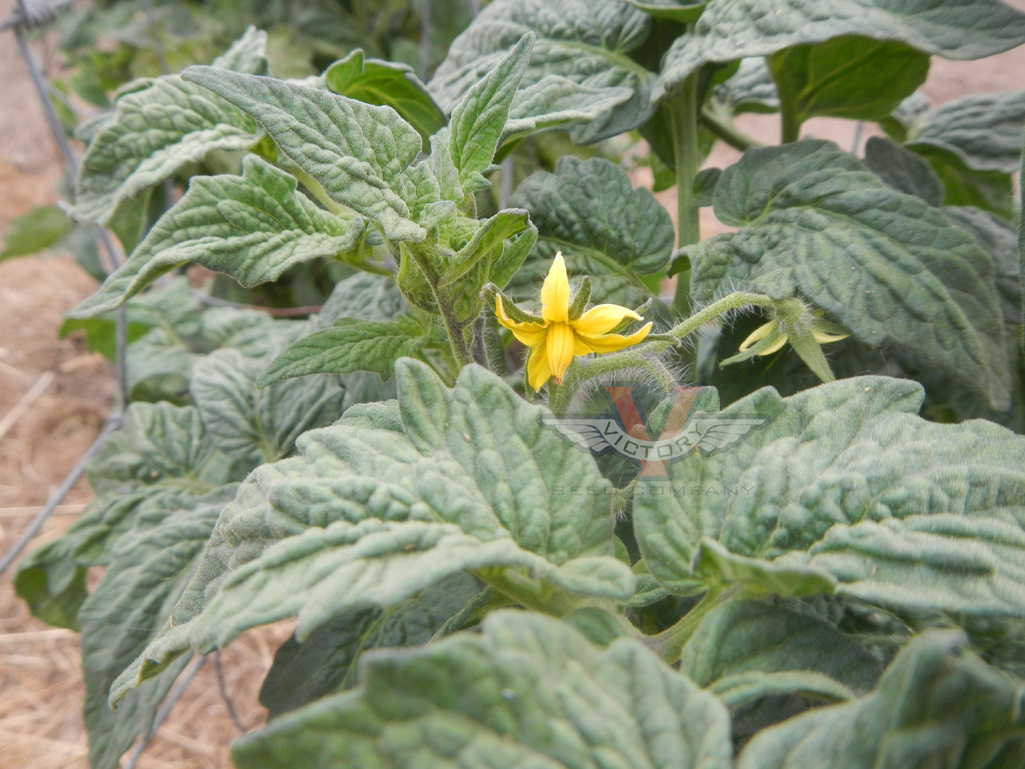 Gondwana Rose Tomato