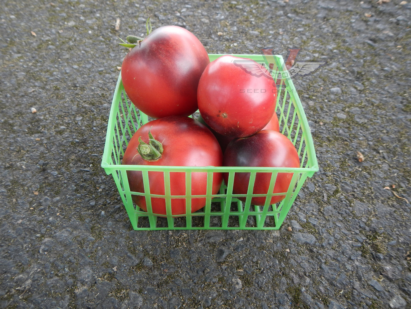 Gondwana Rose Tomato