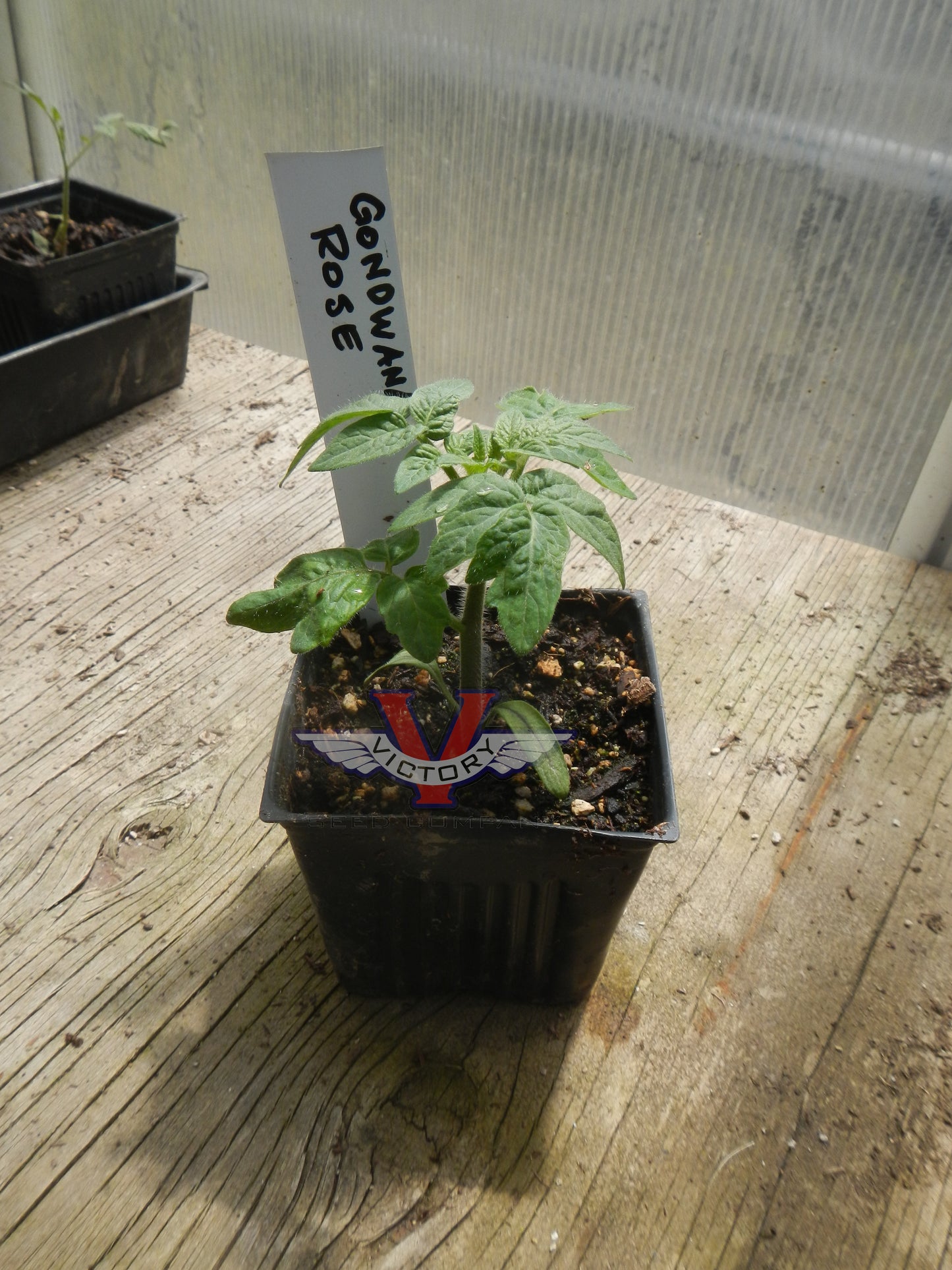 Gondwana Rose Tomato