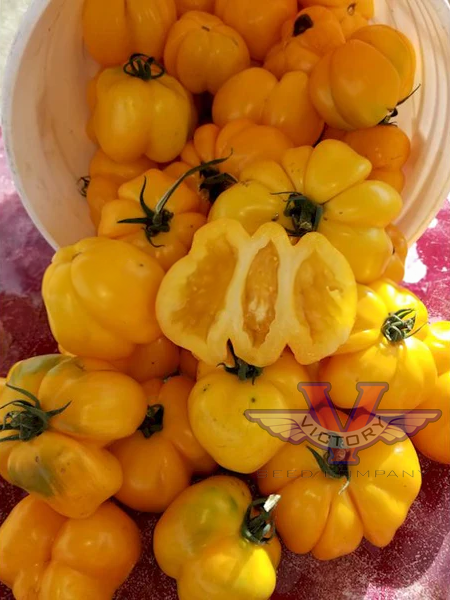 Yellow Stuffer (aka Golden Stuffer) Tomato