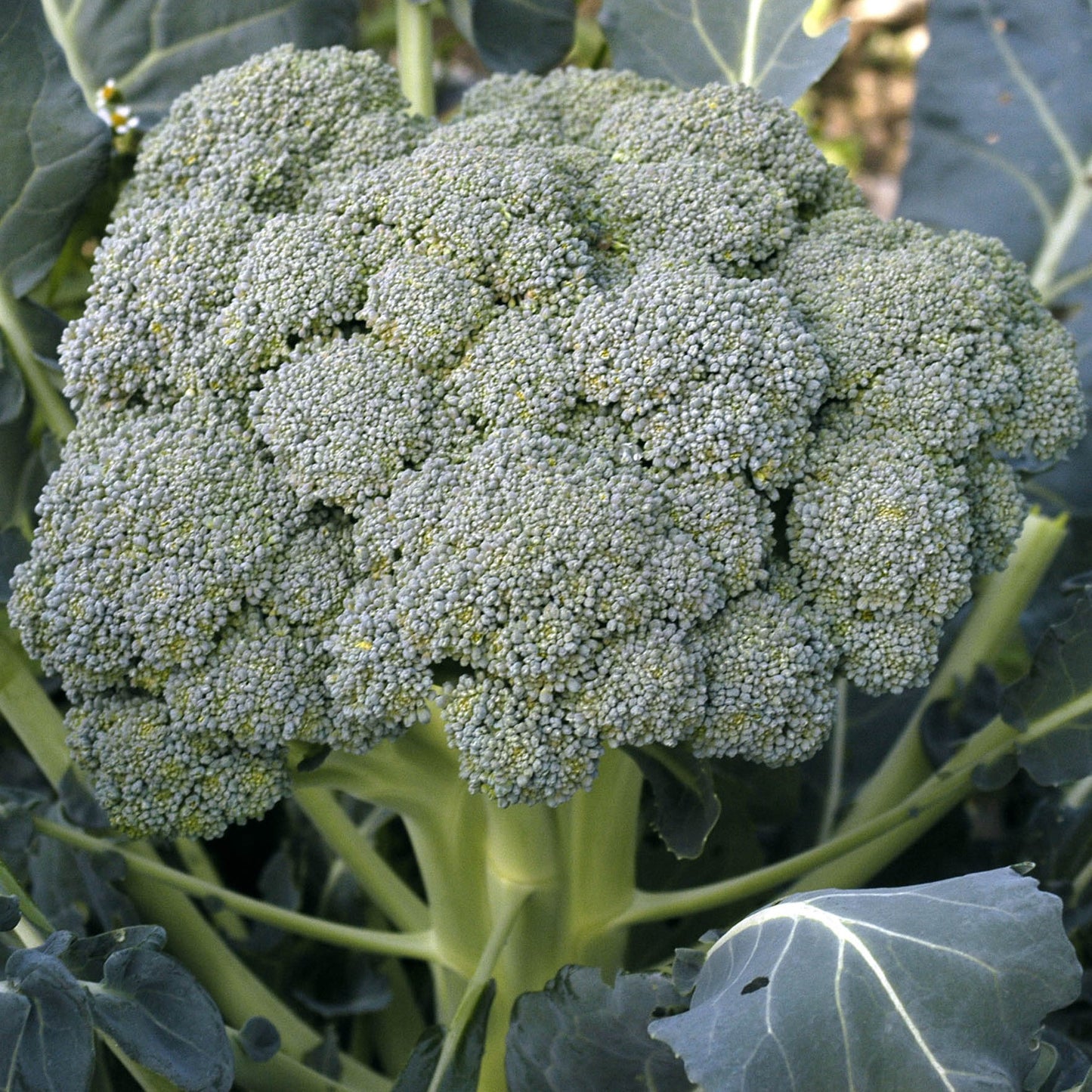 Waltham 29 Broccoli