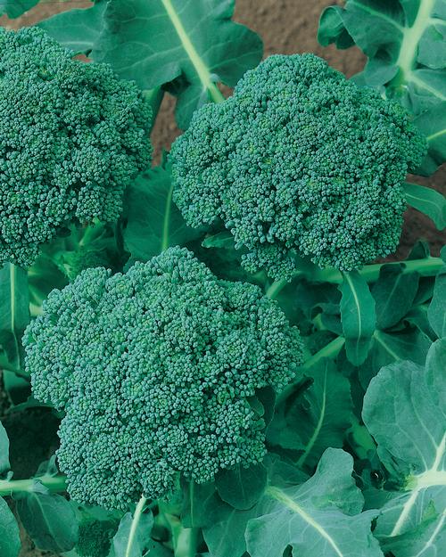 Waltham 29 Broccoli