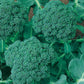 Waltham 29 Broccoli (Organic)