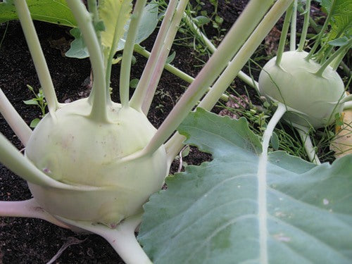 Early White Vienna Kohlrabi