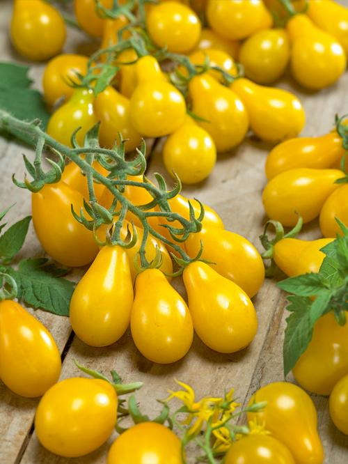 Yellow Pear Tomato