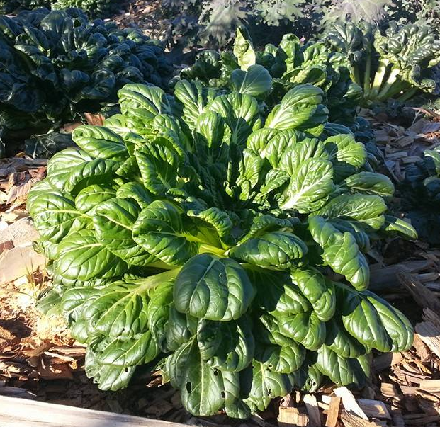 Tatsoi Mustard