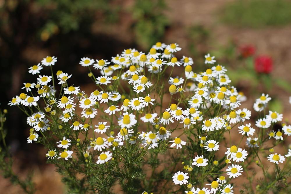 Chamomile, German