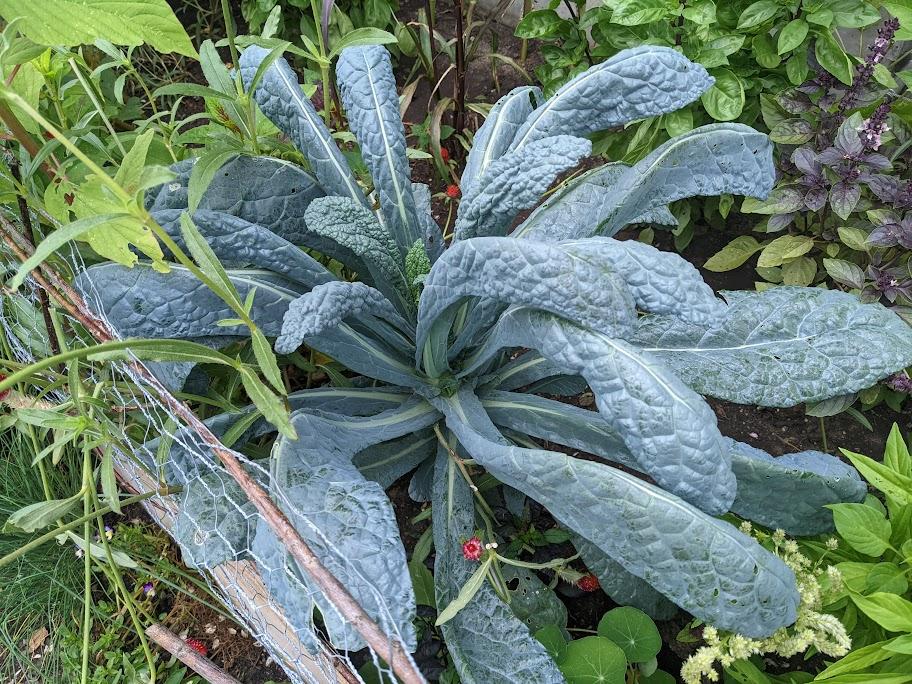 Lacinato, Black or Dinosaur Kale (Nero Di Toscana)