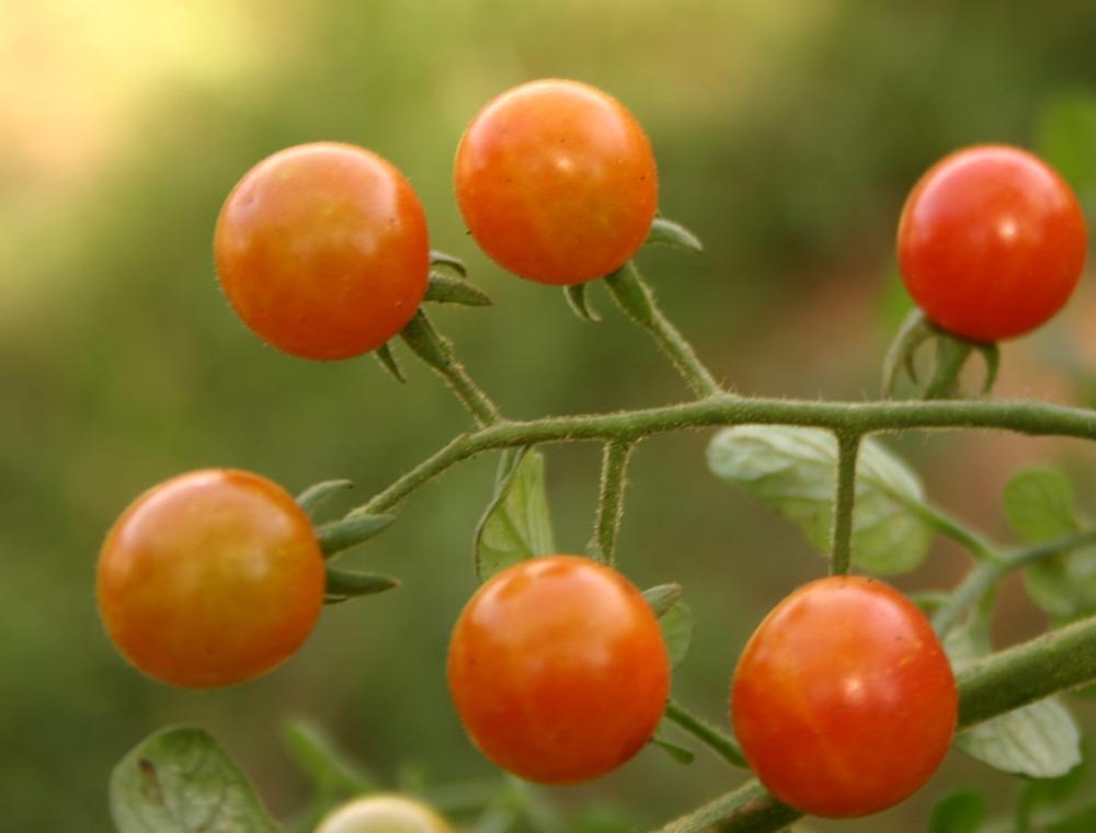 Mexico Midget Tomato