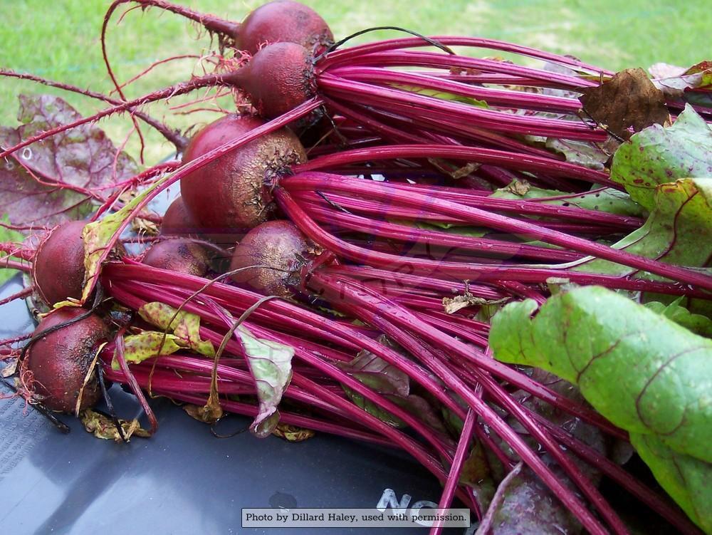 Ruby Queen Beet