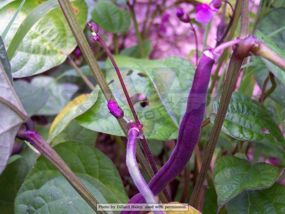 Royal Burgundy Bush Bean