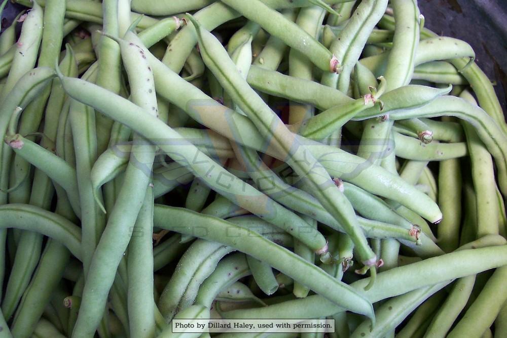 http://victoryseeds.com/cdn/shop/products/Bush-Bean-Phaseolus-vulgaris-Topcrop-16.jpg?v=1674665696