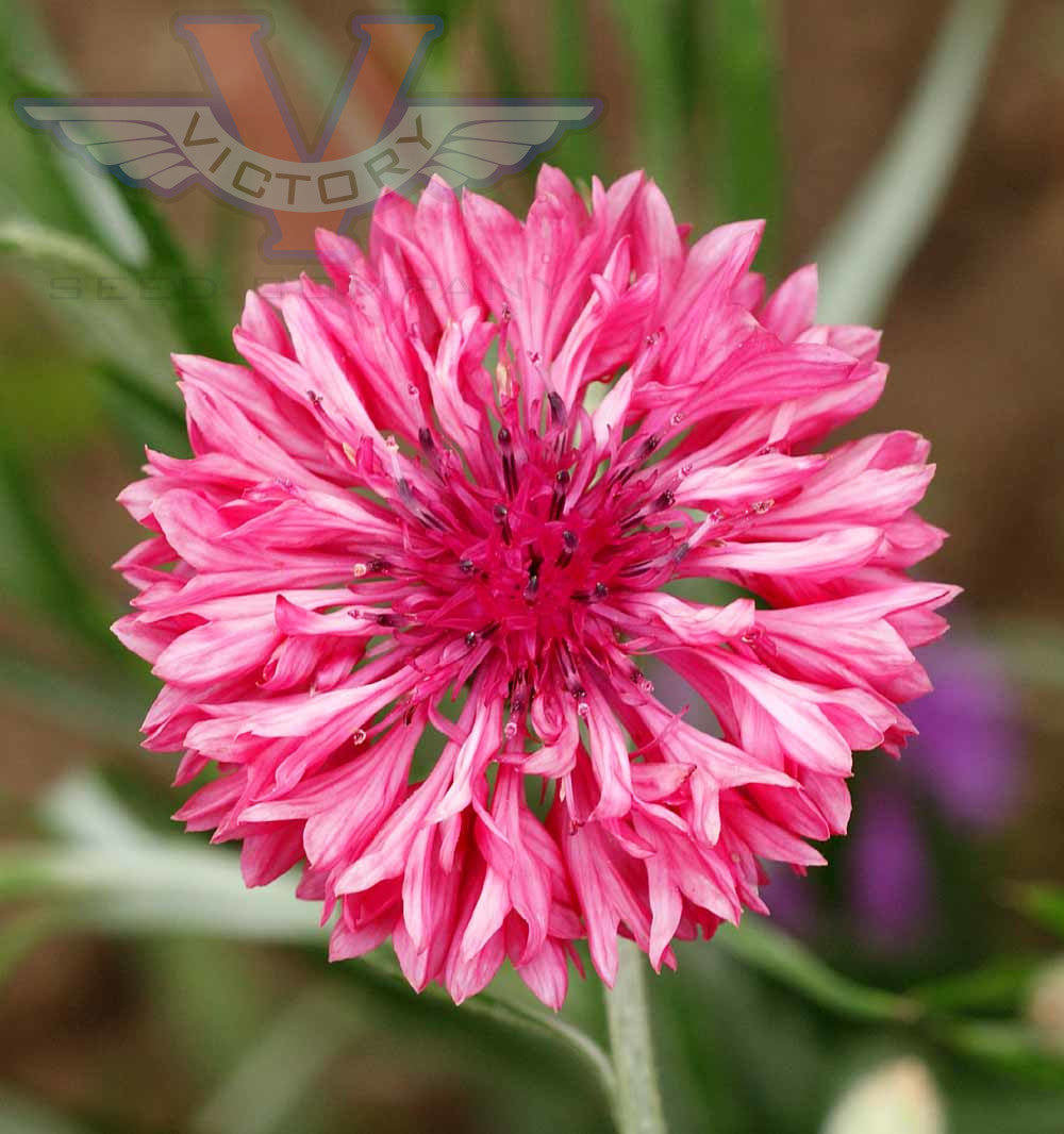 Cornflower, Tall Red (Bachelor's Buttons)