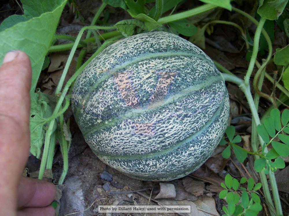 Hearts of Gold Melon