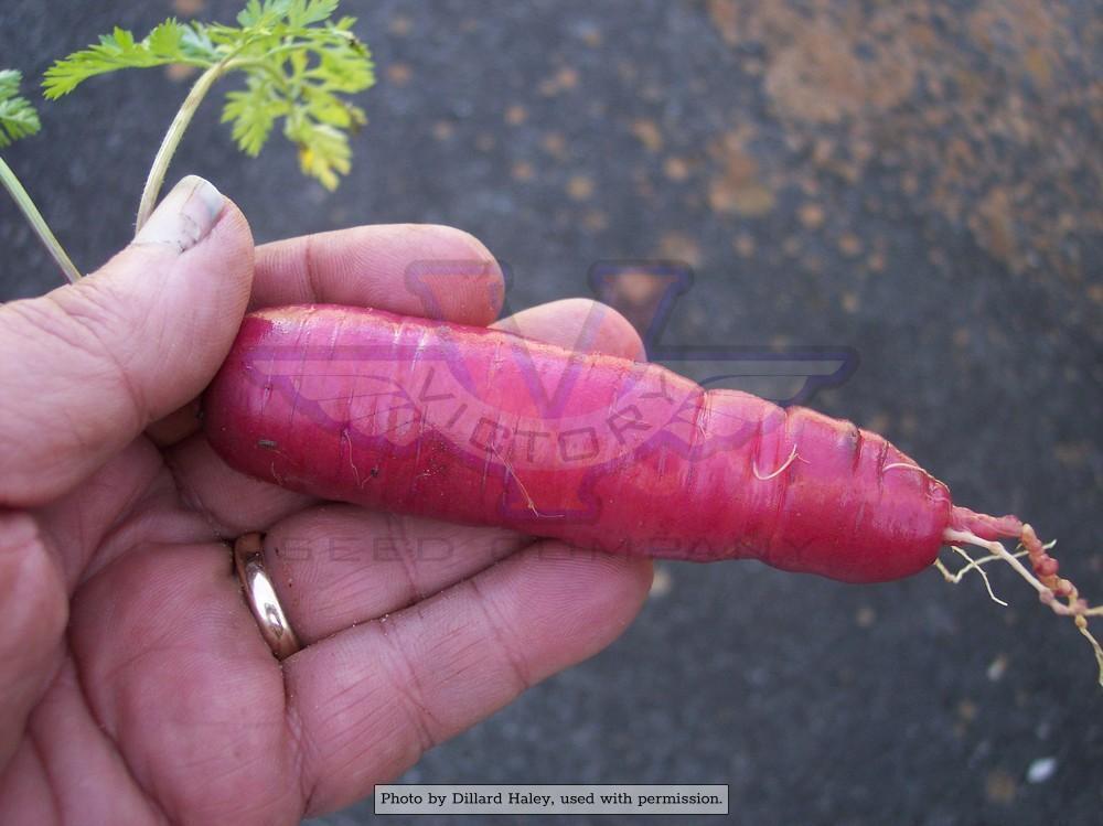 Atomic Red Carrot